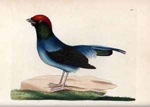 Wunderbarer Manakin (Chiroxiphia linearis). Unsigned Illustration (George Shaw und Frederick Nodder). Lithographie in The Naturalist