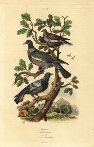 Ringeltaube, Columba palumbus, Stadttaube, Columba livia und Turteltaube, Streptopelia risoria von Unbekannt