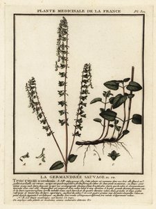 Eichenblättriger Gamander, Teucrium scorodonia von Unbekannter Künstler