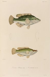 Lippfische, Schwarzes Meer von Unbekannter Künstler