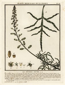 Gelbe Resede, Reseda lutea von Unbekannter Künstler
