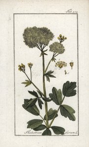 Gelber Wiesenrauten (Thalictrum flavum). Lithographie aus „Afbeelding der Artseny-Gewassen“ von Johannes Zorn (1739-1799), Niederlande von Unbekannter Künstler