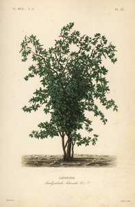 Zabala- oder Coguil-Fruchtbaum, Lardizabala biternata, Lardizabal von Unbekannt