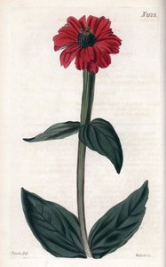 Zinnie hat rote Blume. Kupferstich, mit John Curtis und Gravur von Weddell, veröffentlicht im "Curtis Botanical Magazine"