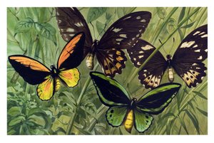 Zoologische Tafel: Schmetterling der Cresus (Ornithoptera croesus), männlich und weiblich von Unbekannter Künstler