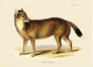 Zoologie: Falklandfuchs (Canis antarticus) beobachtet von Charles Darwin (1809-1882) auf seiner Reise an Bord der Beagle. Tafel aus "The Zoology of the Voyage of H.M.S. Beagle Under the Command of Captain Fitzroy, R.N., during the Years 1832 to 1836"