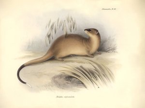 Zoologie: Der „Didelphis crassicaudata“ der Opossum-Familie, beschrieben von Charles Darwin während seiner Forschungsreise an Bord der Beagle. Tafel aus „The Zoology of the voyage of H.M.S. Beagle under the command of Captain Fitzroy during the years 1832  von Unbekannter Künstler