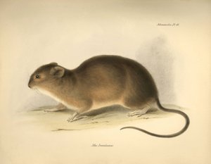 Zoologie: Die „Mus braziliensis“ oder Maus aus Brasilien beschrieben von Charles Darwin während seiner Forschungsreise an Bord der Beagle. Platte aus „The Zoology of the voyage of H.M.S. Beagle under the command of Captain Fitzroy during the years 1832 to 
