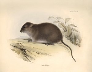 Zoologie: Der „Mus fuscipes“ oder Nager der australischen Küste beschrieben von Charles Darwin während seiner Forschungsreise an Bord der Beagle. Tafel aus „The Zoology of the voyage of H.M.S. Beagle under the command of Captain Fitzroy during the years 18
