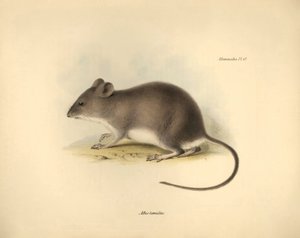 Zoologie: Der „Mus tumidus“ oder Sumpfratte beschrieben von Charles Darwin während seiner Forschungsreise an Bord der Beagle. Tafel aus „The Zoology of the voyage of H.M.S. Beagle under the command of Captain Fitzroy during the years 1832 to 1836 edited an von Unbekannter Künstler