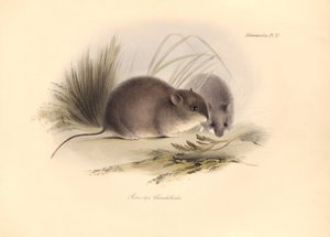 Zoologie: Der „Reithrodon Chinchilloides“ oder Chinchilla von Patagonien, beschrieben von Charles Darwin während seiner Forschungsreise an Bord der Beagle. Tafel aus „The Zoology of the voyage of H.M.S. Beagle under the command of Captain Fitzroy during th von Unbekannter Künstler