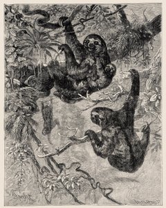 Zoologie: Faultier (Ai - Bradypus tridactylus) beschrieben und illustriert von Carlo Vogt und Federico Specht in „Illustrierte Naturgeschichte: Säugetiere“ 1884 von Unbekannter Künstler