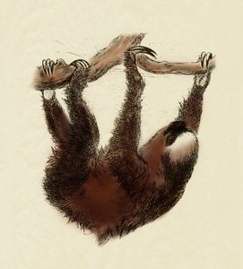 Zoologie: Faultier (Bradypus tridactylus) von Unbekannter Künstler