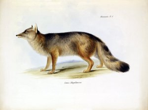 Zoologie: Darstellung des „Canis fulvipes“ südamerikanischen Fuchses beschrieben von Charles Darwin während seiner Reise an Bord der Beagle. Tafel aus „The zoology of the voyage of H.M.S. Beagle under the command of Captain Fitzroy during the years 1832-18