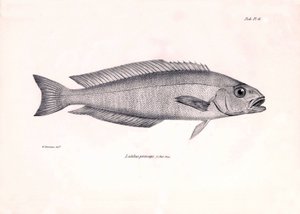 Zoologie: Darstellung des Fisches Latilus princeps, beschrieben von Charles Darwin während seiner Reise an Bord der Beagle. Tafel aus Die Zoologie der Reise der H.M.S. Beagle unter dem Kommando von Kapitän Fitzroy in den Jahren 1832-1836 von Unbekannter Künstler