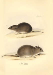 Zoologie: Die „Mus Renggeri“ und die „Mus obscurus“ (Ratten) beschrieben von Charles Darwin während seiner Erkundungsreise an Bord der Beagle. Tafel aus „The Zoology of the voyage of H.M.S. Beagle under the command of Captain Fitzroy during the years 1832  von Unbekannter Künstler