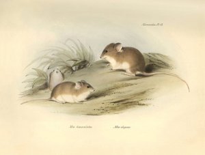 Zoologie: der „Mus albimaculatus“ und „Mus elegans“ (Maus) beschrieben von Charles Darwin während seiner Forschungsreise an Bord der Beagle. Tafel aus „The Zoology of the voyage of H.M.S. Beagle under the command of Captain Fitzroy during the years 1832 to von Unbekannter Künstler