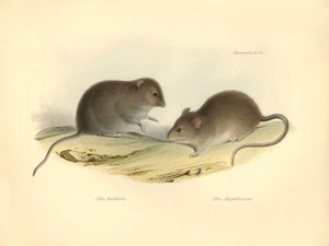 Zoologie: der „Mus brachiotis“ und „Mus Magellanicus“ (Ratten) beschrieben von Charles Darwin während seiner Erkundungsreise an Bord der Beagle. Tafel aus „The Zoology of the voyage of H.M.S. Beagle under the command of Captain Fitzroy during the years 183 von Unbekannter Künstler