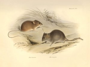 Zoologie: Die „Mus flavescens“ und „Mus arenicola“ (Ratten) beschrieben von Charles Darwin während seiner Erkundungsreise an Bord der Beagle. Tafel aus „The Zoology of the voyage of H.M.S. Beagle under the command of Captain Fitzroy during the years 1832 t von Unbekannter Künstler