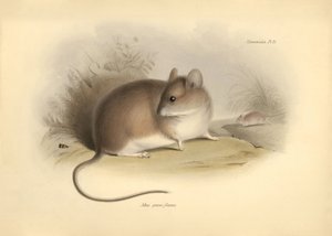 Zoologie: Die „Mus griseoflavus“ oder Blattmaus beschrieben von Charles Darwin während seiner Erkundungsreise an Bord der Beagle. Tafel aus „The Zoology of the voyage of H.M.S. Beagle under the command of Captain Fitzroy during the years 1832 to 1836“ bear von Unbekannter Künstler