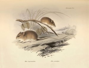 Zoologie: die „Mus longicaudatus“ und „Mus gracilipes“ (Maus) beschrieben von Charles Darwin während seiner Forschungsreise an Bord der Beagle. Platte aus „The Zoology of the voyage of H.M.S. Beagle under the command of Captain Fitzroy during the years 183 von Unbekannter Künstler