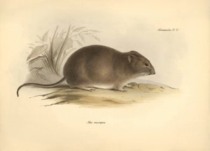 Zoologie: die „Mus micropus“ oder Großohrmaus, beschrieben von Charles Darwin während seiner Erkundungsreise an Bord der Beagle. Tafel aus „The Zoology of the voyage of H.M.S. Beagle under the command of Captain Fitzroy during the years 1832 to 1836“ von Unbekannter Künstler
