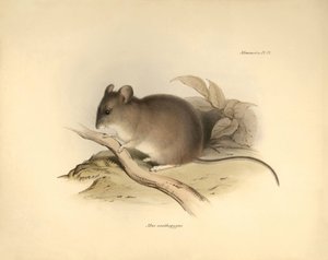 Zoologie: Die „Mus xanthopygus“ oder xanthopygus Maus, beschrieben von Charles Darwin während seiner Forschungsreise an Bord der Beagle. Tafel aus „The Zoology of the voyage of H.M.S. Beagle under the command of Captain Fitzroy during the years 1832 to 183 von Unbekannter Künstler