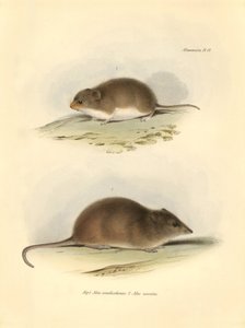 Zoologie: Die „Mus xanthorhinus“ oder Feldratte und „Mus nasutus“ beschrieben von Charles Darwin während seiner Erkundungsreise an Bord der Beagle. Tafel aus „The Zoology of the voyage of H.M.S. Beagle under the command of Captain Fitzroy during the years  von Unbekannter Künstler
