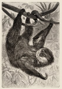 Zoologie: Unau oder Faultier beschrieben und illustriert von Carlo Vogt und Federico Specht in „Illustrierte Naturgeschichte: Säugetiere“ 1884 von Unbekannter Künstler