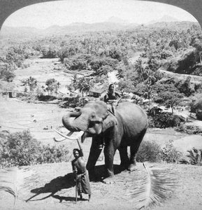 Ein Elefant und sein Wärter, Sri Lanka, 1902