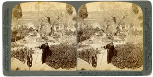 Alte Olivenbäume im Garten Gethsemane, nahe Jerusalem, Palästina, 1905