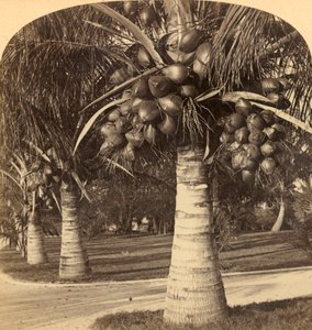 Kokospalmen im weißen Sand von Florida, USA, ca. 1900 von Underwood and Underwood