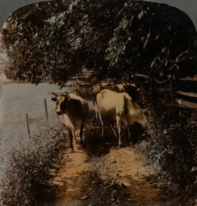 Kühe kommen zur Melkzeit nach Hause, ca. 1900 von Underwood and Underwood