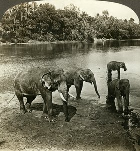 Elefanten, Sri Lanka Ceylon