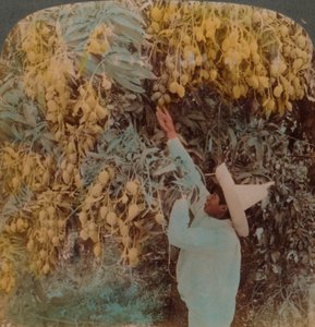 Ernte von saftigen Früchten von einem schwer beladenen Mangobaum, Cuernavaca, Mexiko, 1907. Künstler: Elmer Underwood, Bert Elias Underwood von Underwood and Underwood