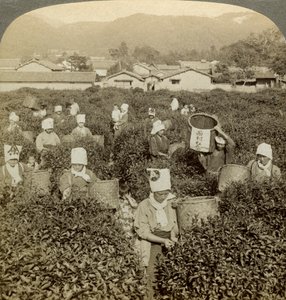 Mädchen pflücken Tee, Uji, Japan von Underwood and Underwood