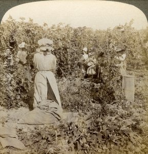 Hopfenernte, Eugene, Oregon, USA von Underwood and Underwood