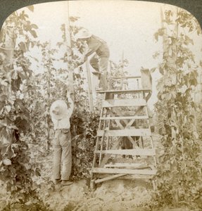 Im reichen Hopfenanbaugebiet, Training der Reben, White River Valley, Washington, USA von Underwood and Underwood
