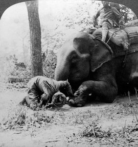 Mahout entfernt einen Dorn aus dem Fuß eines Elefanten, Behar-Tigerjagd, Indien, ca. 1900er