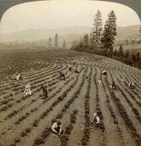 Erdbeerpflücken, Cedar Creek Farm, Hood River Valley, Oregon, USA