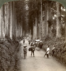 Die Haine waren die ersten Tempel der Götter, Allee der edlen Kryptomerien in Nikko, Japan, 1904 von Underwood and Underwood