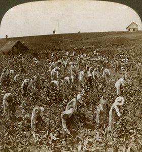 Tabakfeld, Montpeller, Jamaika, 1900