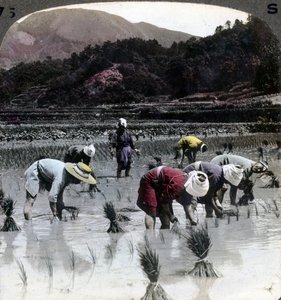 Reis pflanzen in einem Reisfeld, Japan, 1904