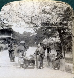 Unter den Kirschblüten, Blick nach Nordosten entlang der Hauptallee des Shiba-Parks, Tokio, Japan, 1904 von Underwood and Underwood