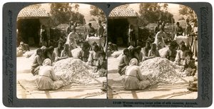 Frauen sortieren große Mengen Seidenkokons, Antiochia, Syrien, 1900er Jahre von Underwood and Underwood
