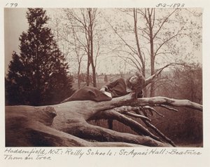 [Beatrice Thom auf Baum, Haddonfield, New Jersey] von Unidentified