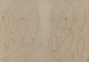 Studie von Blattformen von Unidentified
