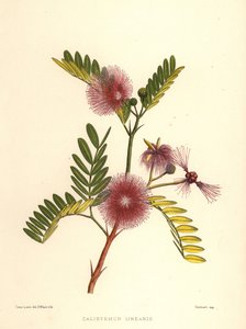 Flaschenbürste, Callistemon linearis (Calistemon linearis)
