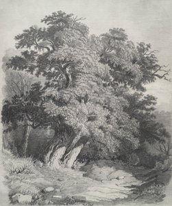 Baumgruppe von Unknown