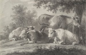 Ruhende Kühe